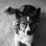 Dog Urine Smell Carpet Reddit: Find Effective Solutions