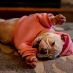 Dog Urine Smell Carpet Reddit: Effective Solutions