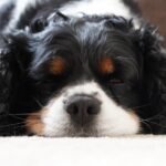 Dog Urine Stain Carpet Reddit: Effective Cleaning Tips