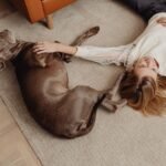 Dog Urine Stain Carpet Reddit Tips and Advice